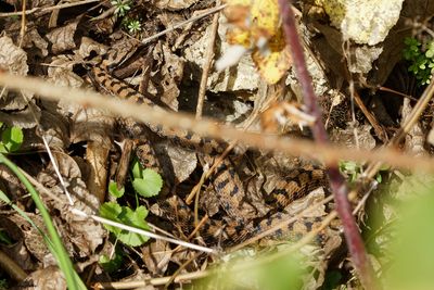 Vipère aspic, Vipera aspis aspis