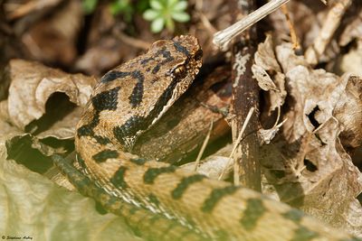 Vipère aspic, Vipera aspis aspis