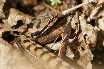 Vipère aspic, Vipera aspis aspis