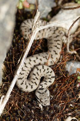 Vipère aspic, Vipera aspis aspis