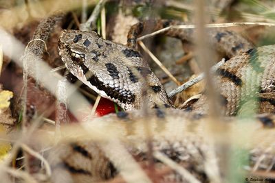 Vipère aspic, Vipera aspis aspis