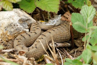 Vipère aspic, Vipera aspis aspis