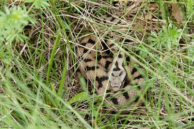 Vipère aspic, Vipera aspis aspis