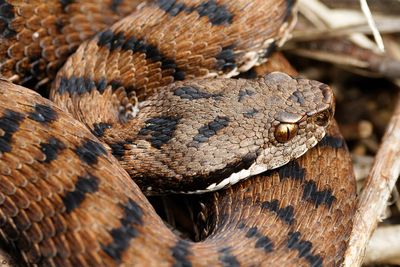 Vipère aspic, Vipera aspis aspis