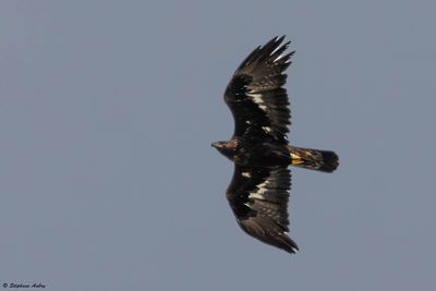 Aigle royal, Aquila chrysaetos
