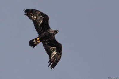 Aigle royal, Aquila chrysaetos