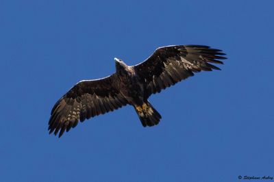 Aigle royal, Aquila chrysaetos