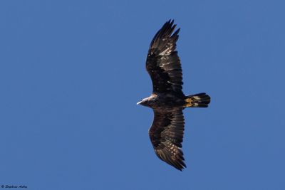 Aigle royal, Aquila chrysaetos