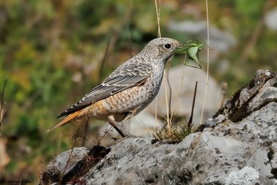 Monticole de roche, Monticola saxatilis