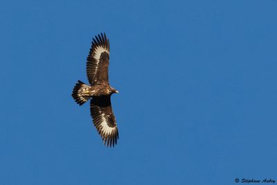 Aigle royal, Aquila chrysaetos