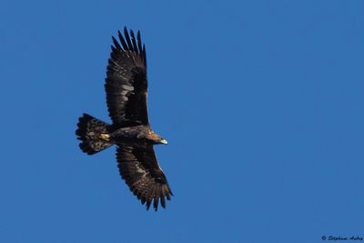 Aigle royal, Aquila chrysaetos