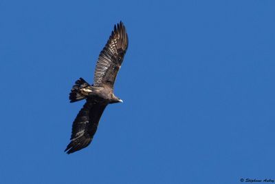 Aigle royal, Aquila chrysaetos