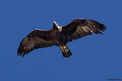 Aigle royal, Aquila chrysaetos