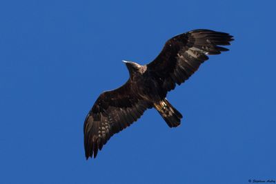 Aigle royal, Aquila chrysaetos