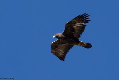 Aigle royal, Aquila chrysaetos