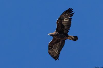 Aigle royal, Aquila chrysaetos