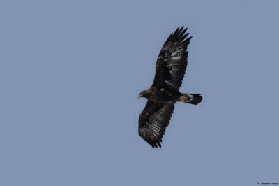 Aigle royal, Aquila chrysaetos