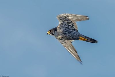 Faucon pèlerin, Falco peregrinus peregrinus