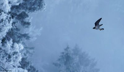 Faucon pèlerin, Falco peregrinus peregrinus