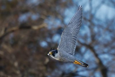 Faucon pèlerin, Falco peregrinus peregrinus