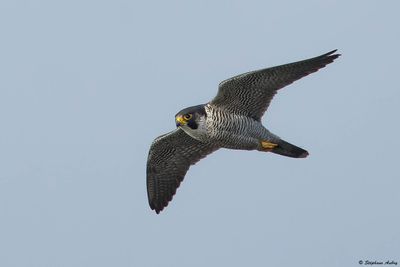 Faucon pèlerin, Falco peregrinus peregrinus