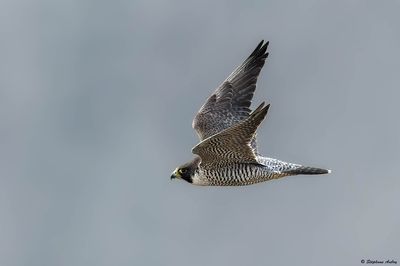 Faucon pèlerin, Falco peregrinus peregrinus