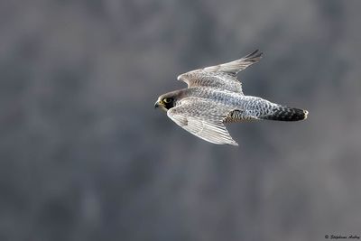 Faucon pèlerin, Falco peregrinus peregrinus