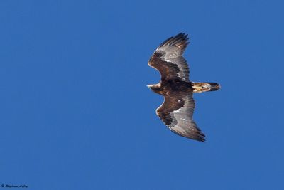 Aigle royal, Aquila chrysaetos