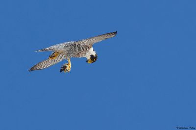 Faucon pèlerin, Falco peregrinus