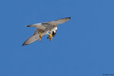 Faucon pèlerin, Falco peregrinus