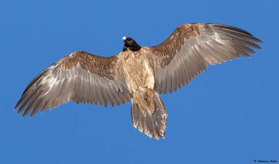 Gypate barbu, Gypaetus barbatus