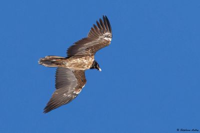 Gypate barbu, Gypaetus barbatus