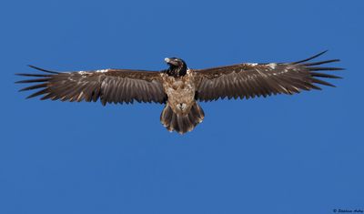 Gypate barbu, Gypaetus barbatus
