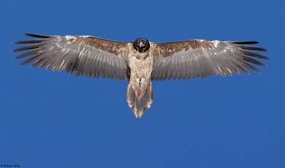 Gypate barbu, Gypaetus barbatus