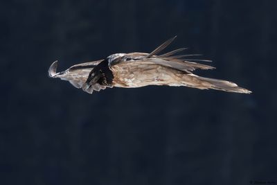 Gypate barbu, Gypaetus barbatus