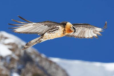 Gypate barbu, Gypaetus barbatus
