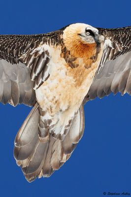Gypate barbu, Gypaetus barbatus