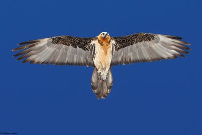 Gypate barbu, Gypaetus barbatus