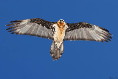 Gypate barbu, Gypaetus barbatus