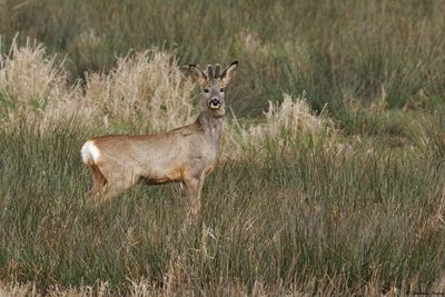 Chevreuil, Capreolus capreolus