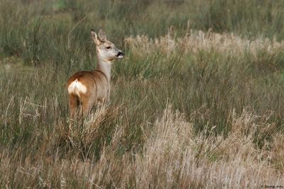 Chevreuil, Capreolus capreolus