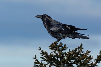 Grand Corbeau, Corvus corax