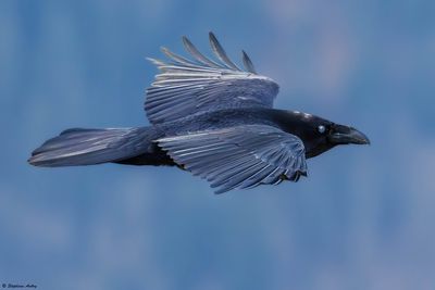 Grand Corbeau, Corvus corax