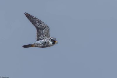 Faucon pèlerin, Falco peregrinus peregrinus