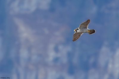 Faucon pèlerin, Falco peregrinus peregrinus