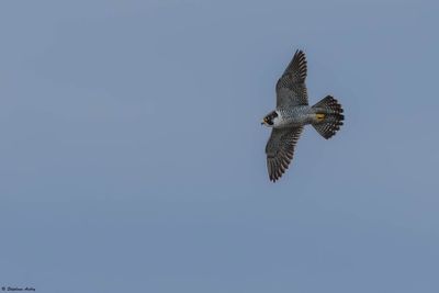 Faucon pèlerin, Falco peregrinus peregrinus