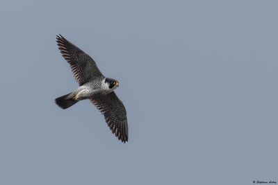 Faucon pèlerin, Falco peregrinus peregrinus