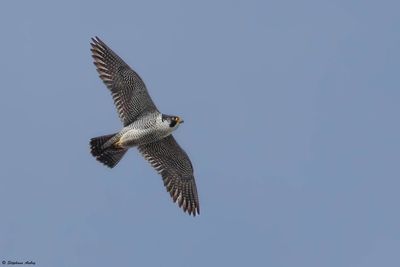 Faucon pèlerin, Falco peregrinus peregrinus