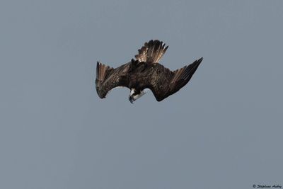Balbuzard pcheur, Pandion haliaetus