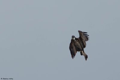 Balbuzard pcheur, Pandion haliaetus